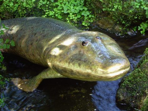 Tiktaalik (2006). The first boned creature to walk on land. A transition between fish and amphibian.