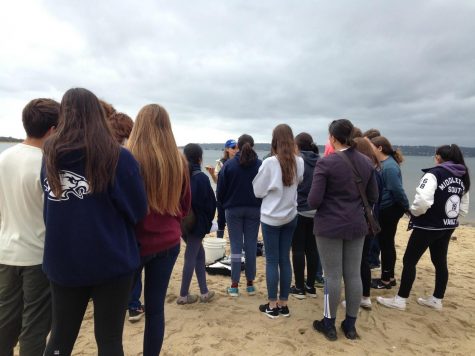 Salt Marshes, Seining and Seagulls