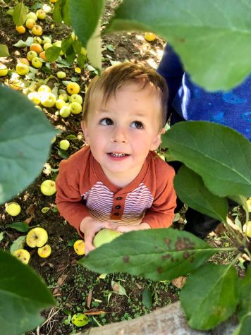  Ms. Altzs son picks apples at Battleview Orchards in Freehold on Sunday, October 9.